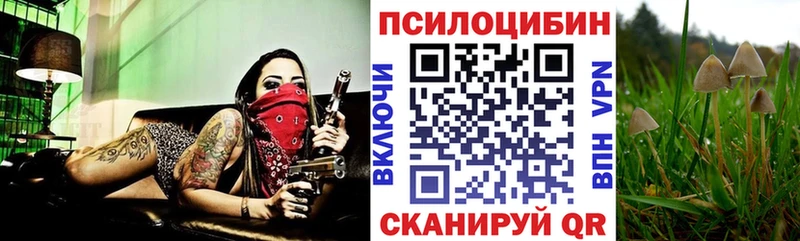 где продают наркотики Судак Псилоцибиновые грибы Cubensis